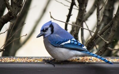 A Blue Jay, Hope, & Special Needs Parenting